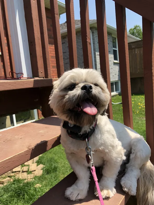 Shih Tzu on deck step at suburban property after invisible fence installation — Brantford, Ontario