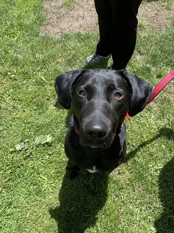 Black Labrador Retriever on lawn during invisible fence training — Brantford area