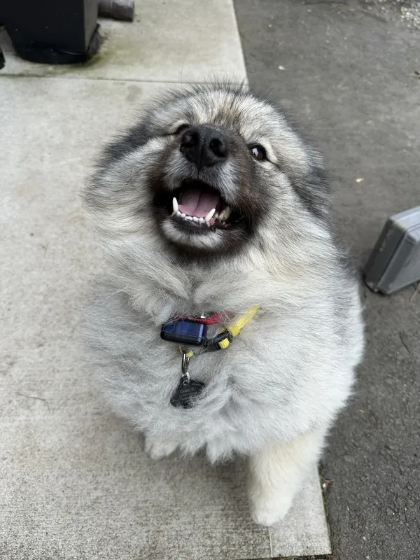 Keeshond wearing receiver collar after invisible fence installation — Brantford, ON