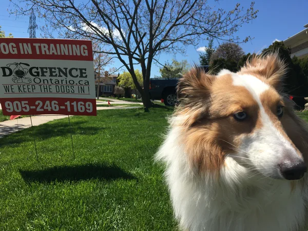 Dog with invisible fence in Burlington yard