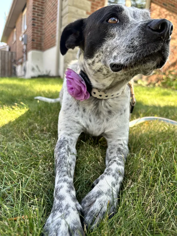 Invisible fence installation on Burlington lakefront property