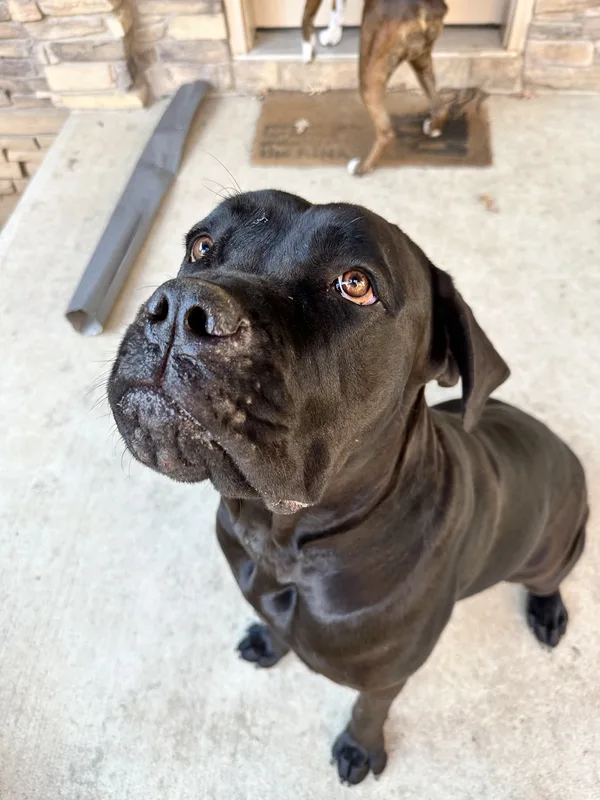 Invisible dog fence installation near the Grand River in Caledonia