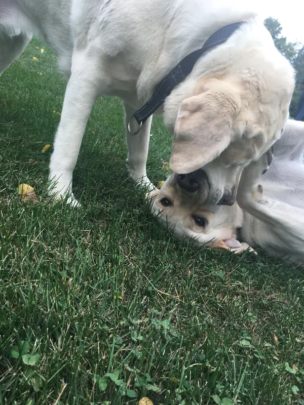 Dog safely contained by underground fence in a Caledonia subdivision