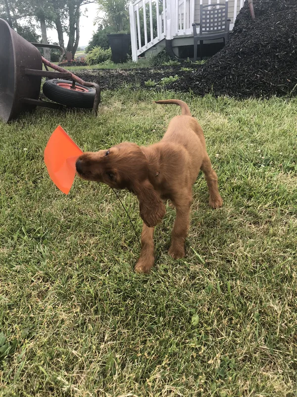 Wire burial along a property boundary in Haldimand County