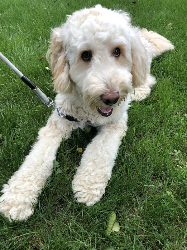 Husky with boundary training flags on new subdivision property in south Cambridge