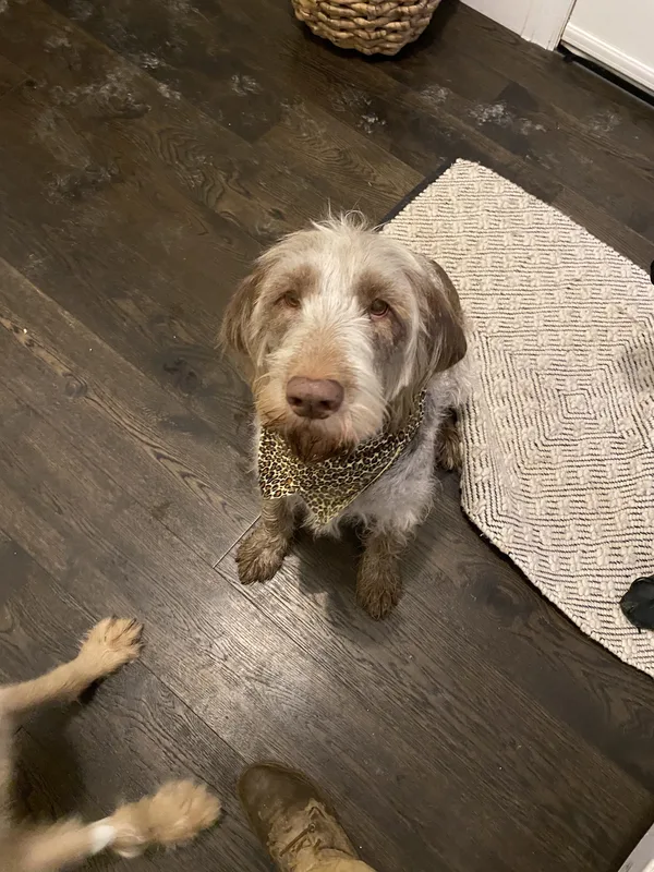 Goldendoodle wearing receiver collar on heritage property in Galt, Cambridge