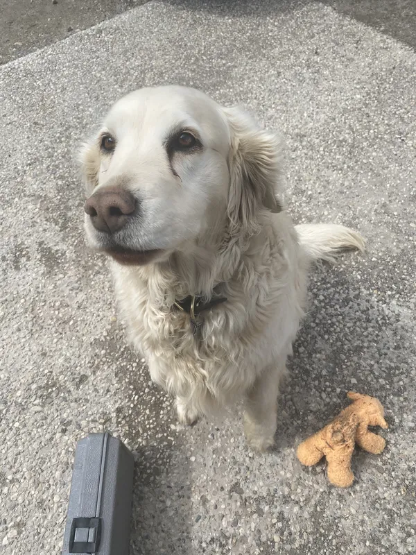 White Golden Retriever on driveway during invisible fence installation — Dufferin County