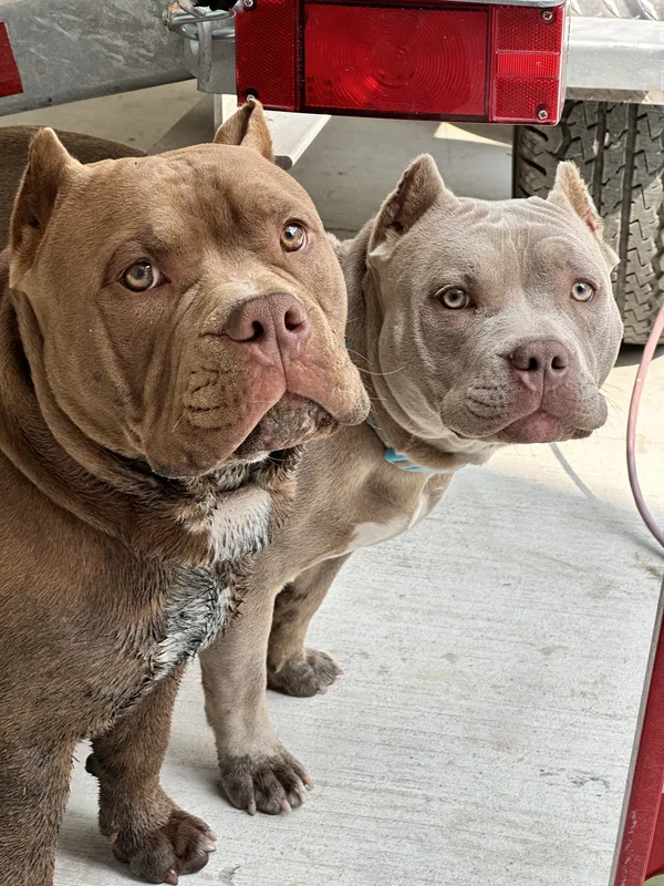 Australian Shepherd with training flags on Crystal Beach cottage property