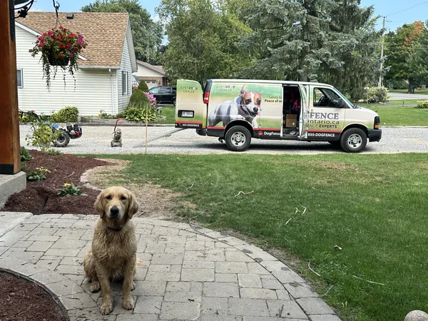 Golden Retriever with Dog Fence Ontario van in driveway after installation — Haldimand County