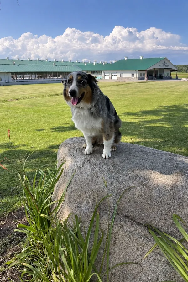 Australian Shepherd on farm property with invisible fence — Haldimand-Norfolk