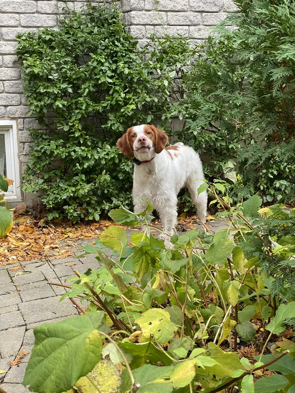 Brittany Spaniel safely contained in front garden of stone home — Hamilton, Ontario