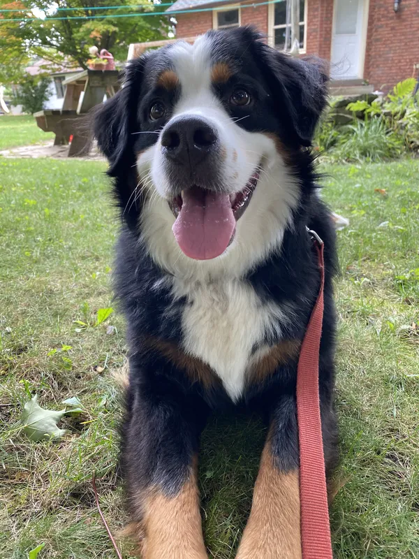 Bernese Mountain Dog happily sitting on lawn after invisible fence installation — Hamilton