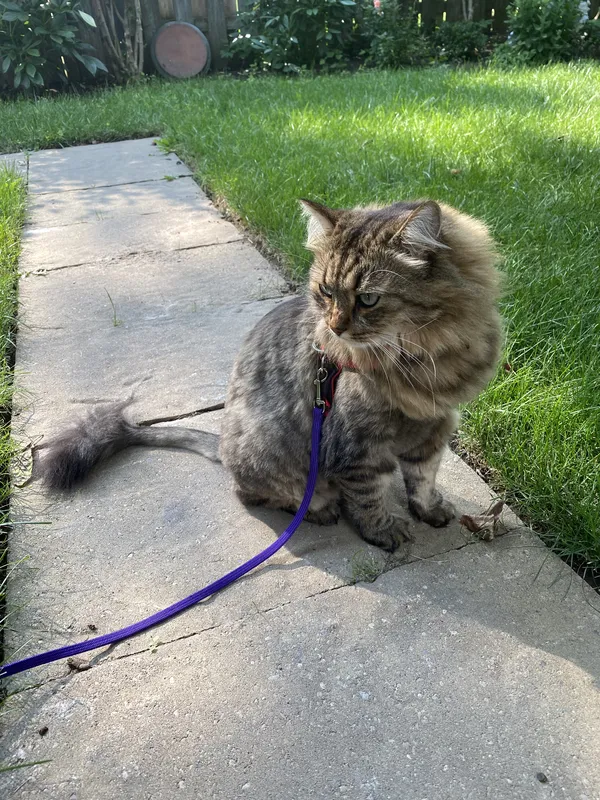 Cat wearing receiver collar on stone walkway in suburban backyard — Hamilton area