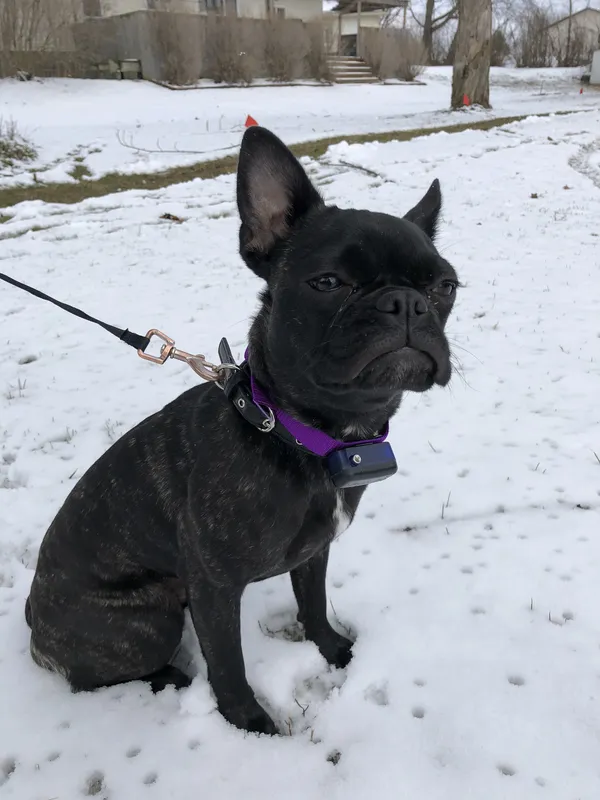French Bulldog wearing Pet Stop receiver collar with boundary flag in snowy yard — Kitchener-Waterloo