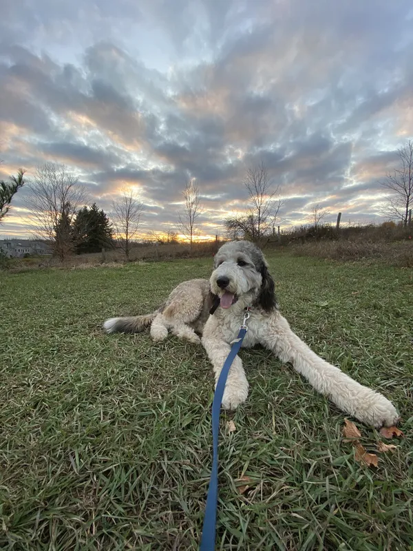 Sheepadoodle relaxing on lawn at sunset after invisible fence installation — Waterloo Region