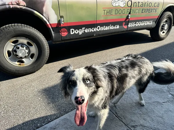 Australian Shepherd in front of Dog Fence Ontario van after installation — Waterloo Region