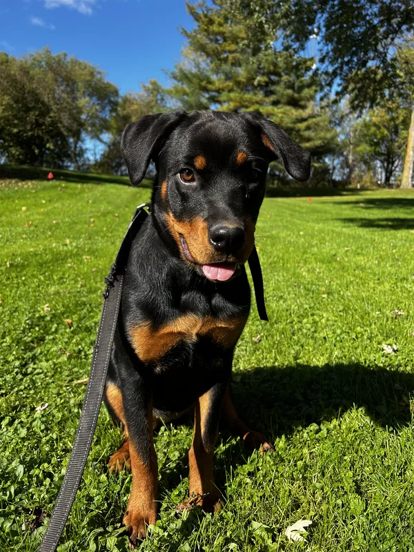 Young Rottweiler with boundary training flags in large yard — London, Ontario