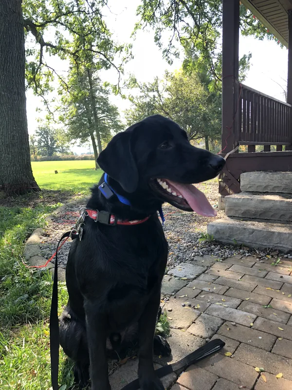 Golden Retriever wearing receiver collar in backyard after invisible fence installation in Milton, Ontario
