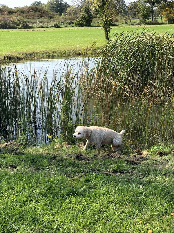Labrador Retriever with boundary training flags on new subdivision property in Milton