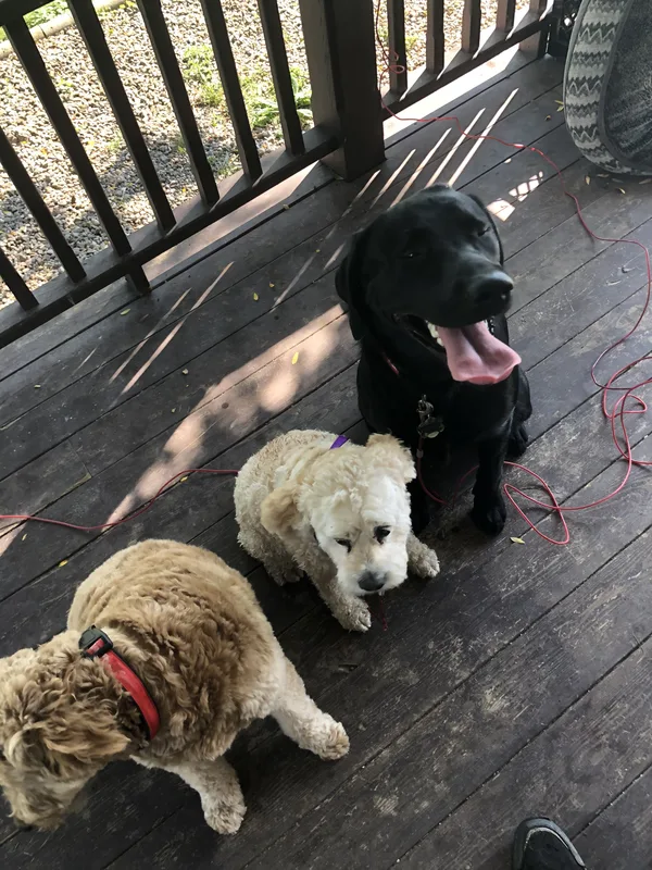 German Shepherd safely contained in large yard near Niagara Escarpment, Milton area