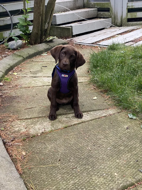 Chocolate Labrador puppy wearing blue harness on walkway after invisible fence installation — Niagara Region