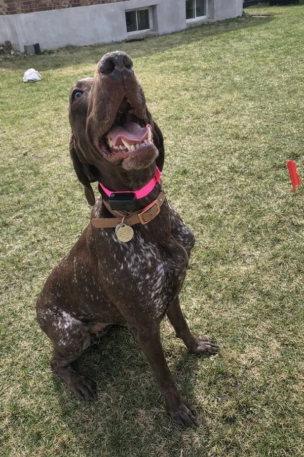 German Shorthaired Pointer in backyard after invisible fence installation — Niagara Region