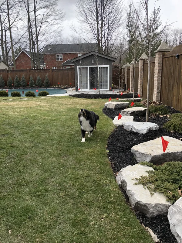 Dog with invisible fence in Niagara Falls residential yard