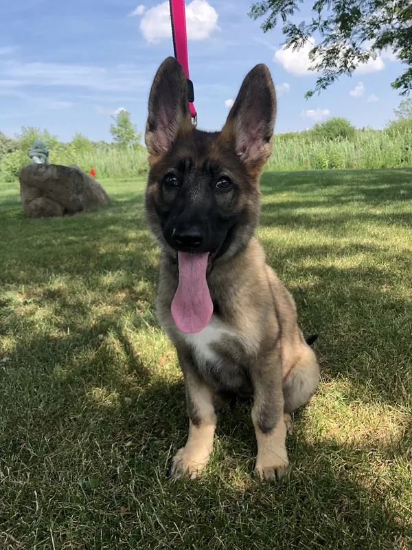 Dog safely contained near Niagara Falls residential area