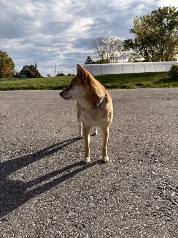 Dog Fence Ontario installation in Niagara-on-the-Lake area