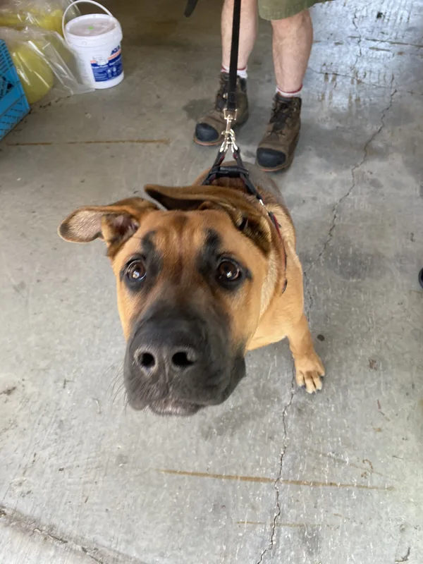 Pet Stop transmitter setup at a Norwich area home