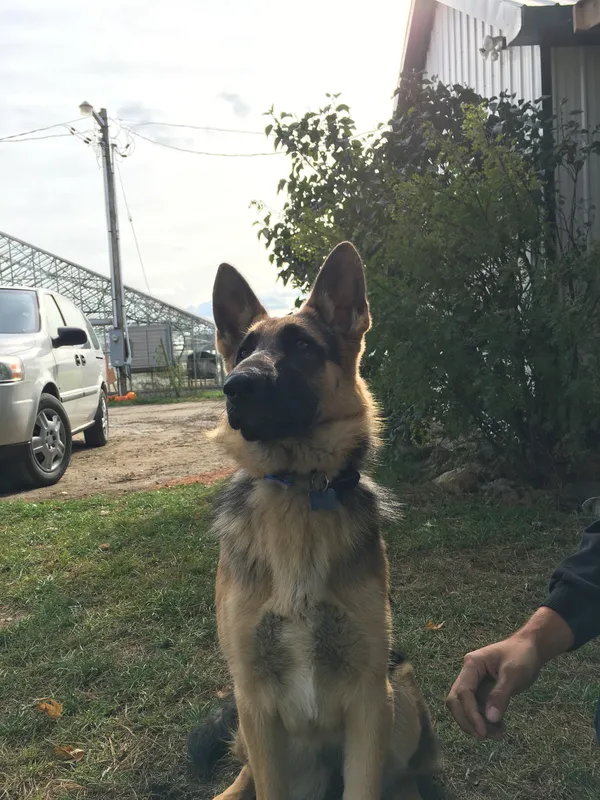 German Shepherd near farm building after invisible fence installation — Oxford County