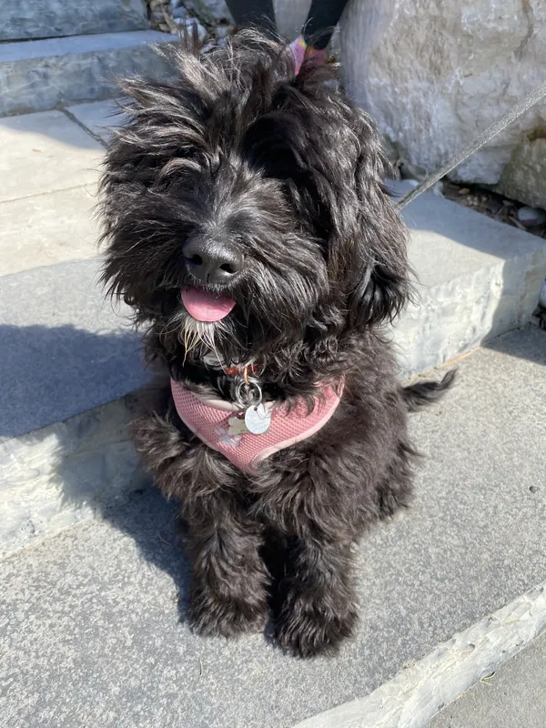 Small Schnoodle puppy on stone steps after invisible fence setup — Mississauga area