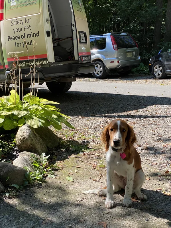 Welsh Springer Spaniel with Dog Fence Ontario van in wooded driveway — Caledon