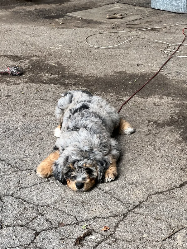 Dog with invisible fence in Pelham yard