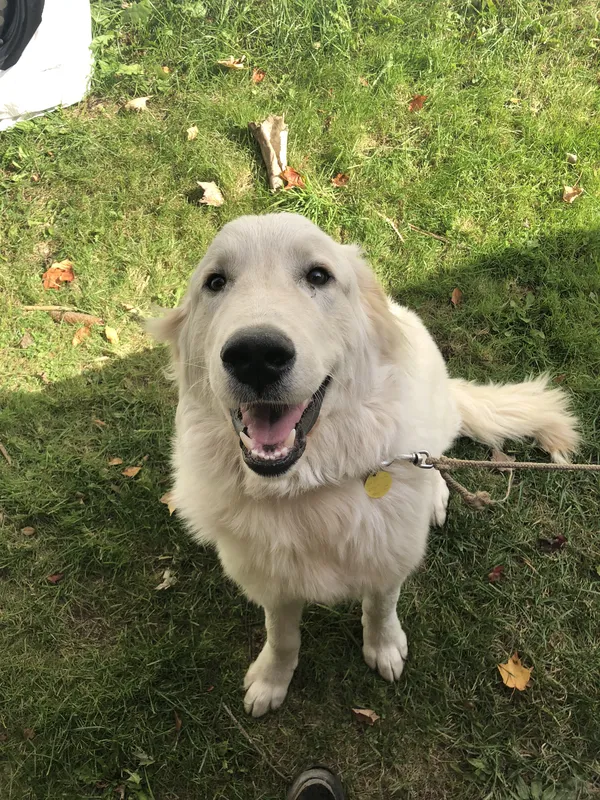 Great Pyrenees on lawn after invisible fence installation — Perth County, Ontario