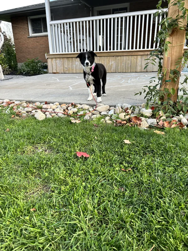 Invisible fence installation on a rural property near Smithville