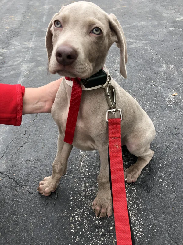 Boundary wire burial on a hobby farm property in the Smithville area