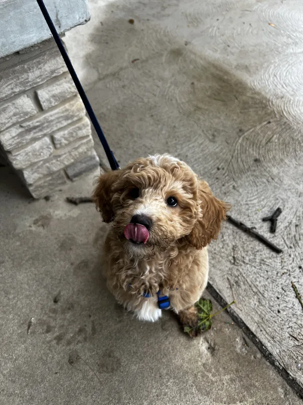 Cockapoo playing in backyard with invisible fence near Twelve Mile Creek, St. Catharines