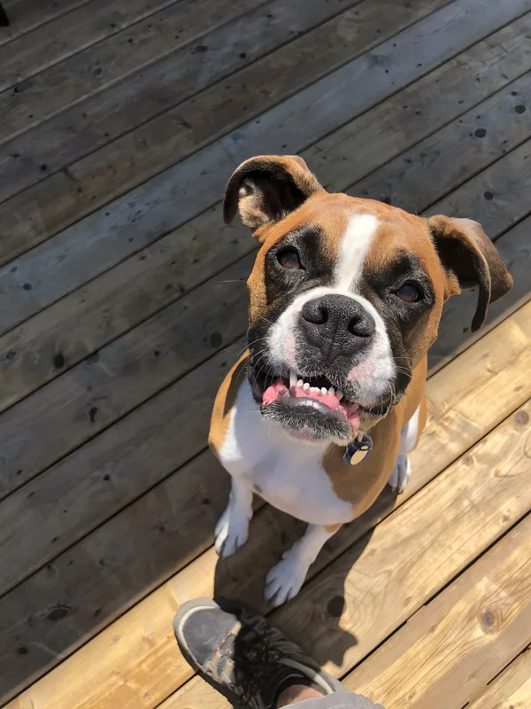 Invisible fence installation on St. Thomas residential property
