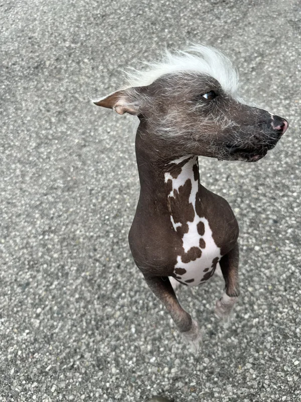 Dog with invisible fence in Tillsonburg yard