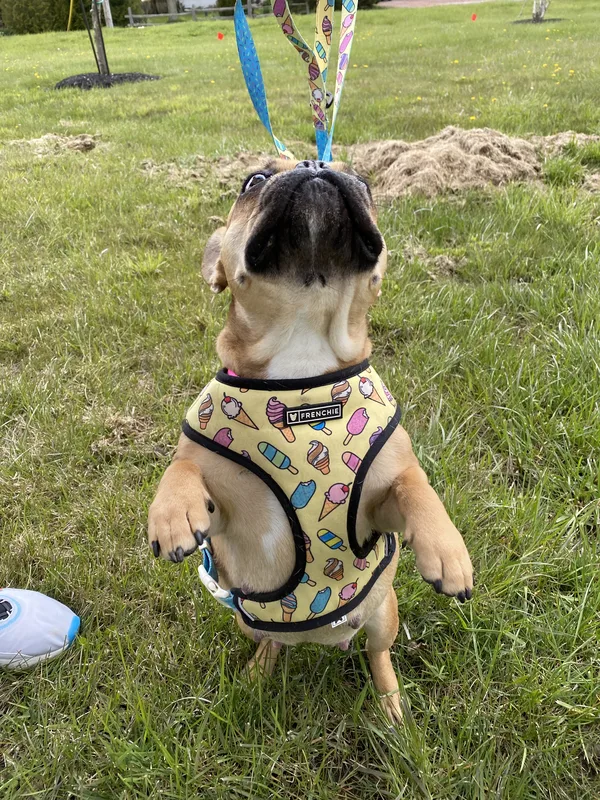Invisible fence installation on Tillsonburg residential property