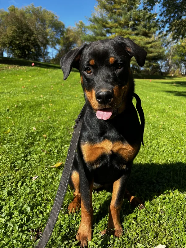 Dog safely contained on rural property near Tillsonburg