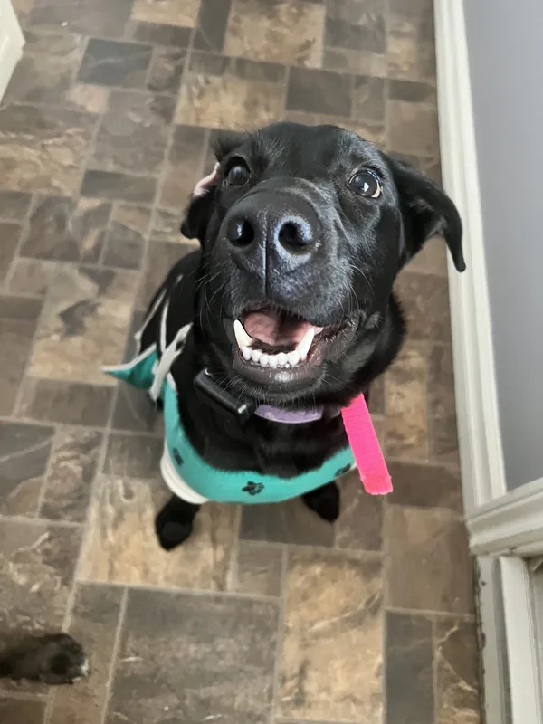 Dog enjoying a backyard with an underground fence in a Welland subdivision