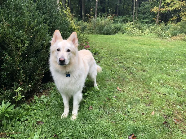 White Swiss Shepherd on lush green lawn with invisible fence — Wellington County