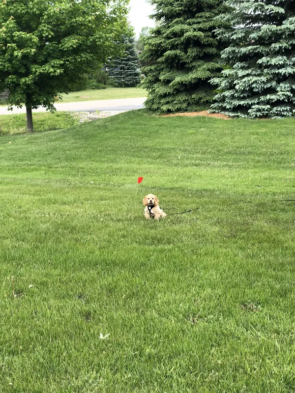 Small dog sitting in yard near boundary training flag — Wellington County